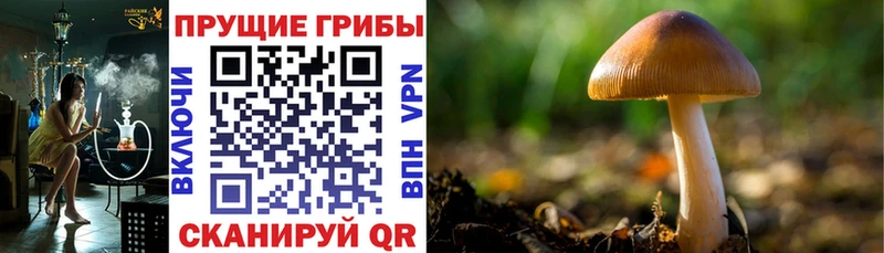 Галлюциногенные грибы GOLDEN TEACHER  дарнет шоп  Клинцы 